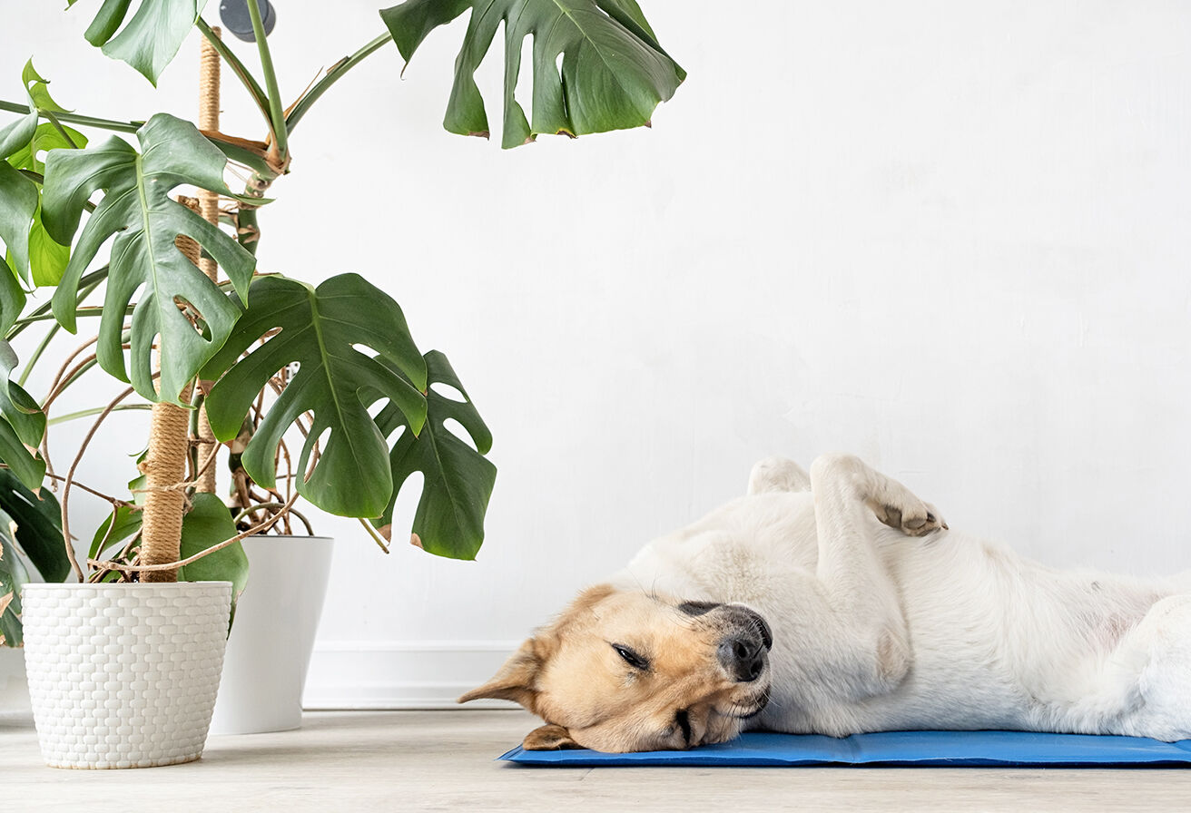 dog laying on cooling mat